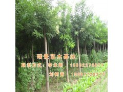 各种规格国槐苗木供应,瑞景苗木基地 各种规格国槐苗木供应,瑞景苗木基地