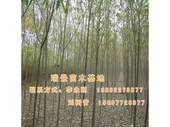 瑞景苗木基地供应街道用速生柳,园林用速生柳 瑞景苗木基地供应街道用速生柳,园林用速生柳