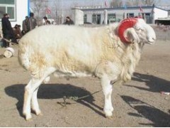 波尔山羊 小尾寒羊 奶山羊 养羊