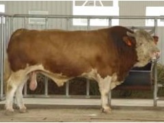 肉牛养殖 肉牛价格 西门塔尔牛 牛犊