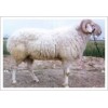 纯种羊到底多少钱？