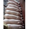江苏海信养猪场仔猪网|仔猪价格|猪苗价格|猪苗|猪崽行情