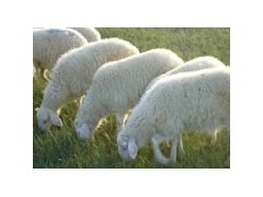 肉牛肉羊肉驴山东圣冉牧业养殖技术 肉牛肉羊肉驴山东圣冉牧业养殖技术