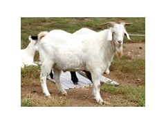 成本小、利润高,选择养殖山羊是大家致富的好门路 成本小、利润高,选择养殖山羊是大家致富的好门路