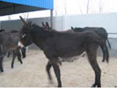 在哪能买到质量最优的肉驴?请到圣冉牧业 在哪能买到质量最优的肉驴?请到圣冉牧业