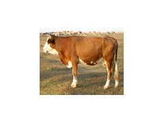 山东圣冉牧业养殖小花牛价格 山东圣冉牧业养殖小花牛价格