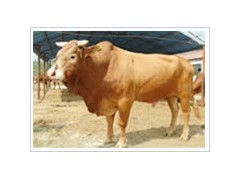 哪里养殖业最便宜???山东圣冉牛羊养殖 哪里养殖业最便宜???山东圣冉牛羊养殖