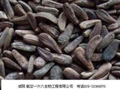 供应牛蒡子甙20% 供应牛蒡子甙20%