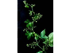 供应绞股蓝皂甙 供应绞股蓝皂甙