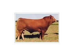 山东圣冉牧业推荐红牛价格 山东圣冉牧业推荐红牛价格