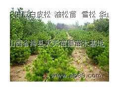 出售1米以上白皮松、油松、华山松