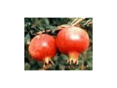 石榴皮提取物 鞣花酸