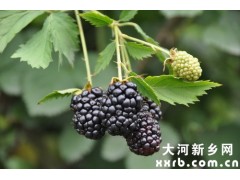 迷你型树莓酱加工生产线设备 迷你型树莓酱加工生产线设备