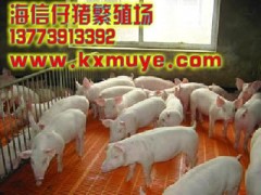 江苏苗猪价格行情|2012年生猪价格行情苗猪供求