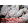 海信仔猪繁育场供应各种优质仔猪 母猪 商品猪
