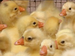 常年销售各种优良鹅苗，品种高达80多种，欢迎来电洽谈