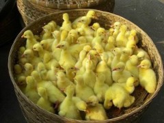 江苏扬州大白鹅苗价格，成品鹅包回收，免费培训技术