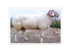 黑龙江养殖杂交小尾寒羊的价格 黑龙江养殖杂交小尾寒羊的价格