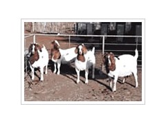 山东活羊价格 山东活羊价格