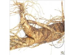 新鲜带泥土东北人参 大补元气 泡酒佳品 新鲜带泥土东北人参 大补元气 泡酒佳品