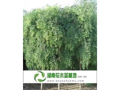 6公分龙爪槐,6公分龙爪槐,长沙6公分龙爪槐