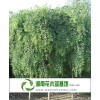 6公分龙爪槐,6公分龙爪槐,长沙6公分龙爪槐