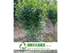 4公分木槿,长沙4公分木槿,4公分木槿价格