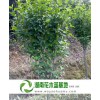 4公分木槿,长沙4公分木槿,4公分木槿价格
