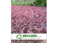 红花继木苗,长沙红花继木,红花继木价格