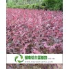 红花继木苗,长沙红花继木,红花继木价格