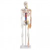 85cm骨骼模型,骨架模型,人体骨骼带心脏与血管模型
