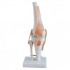 人体膝关节附韧带模型,自然大膝关节功能模型