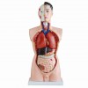 85cm男性躯干模型19件,人体解剖模型,医学教学模具