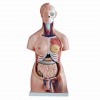 人体解剖教具,躯干模型,两性互换躯干模型85cm(40件)