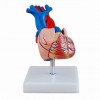 自然大心脏解剖模型,心脏教学模具,人体内脏心脏模型