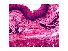 900万像素显微镜照相装置