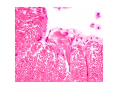 温州高速高清晰模拟摄像头