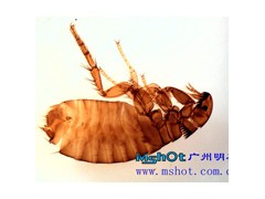 南京数码体视显微镜