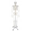 170cm标准人体骨骼模型,男性全身骨架模型,骨骼教学模具
