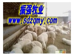 供应小尾寒羊，波尔山羊，种羊的价格