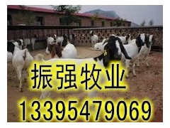 养殖波尔山羊肉羊效益怎么样