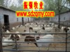 振强牧业大型畜牧养殖场为扩大规模，现急售8000波尔山羊肉羊