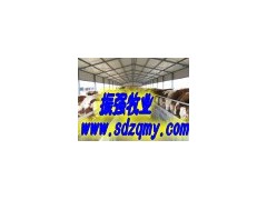 哪里有肉牛，鲁西黄牛，西门塔尔养殖场