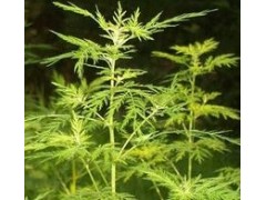 青蒿素价格: 450元/公斤