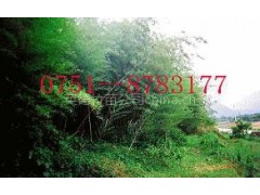 供应百万毛竹苗 供应百万毛竹苗