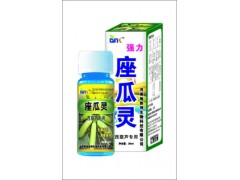 河南地势坤座果灵系列西葫芦座瓜灵