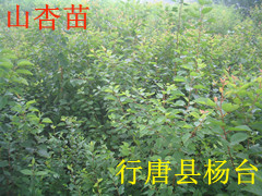 河北省供杏树苗山杏苗山杏树苗50万