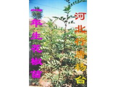 河北花椒苗花椒树苗50万