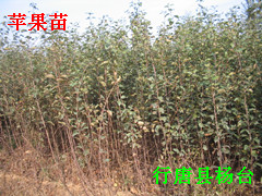 石家庄占地苗占地苗价格