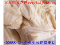 哪里收购太岁肉灵芝 中国太岁肉灵芝交易网